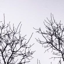 Cargar imagen en el visor de la galería, Algodón estampado 90 gms 96″